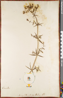 LE 01084531
