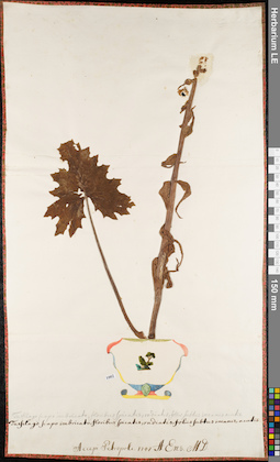 LE 01084542
