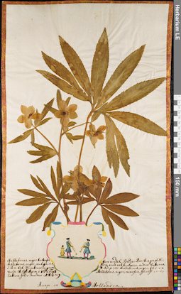 LE 01062742