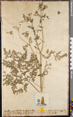 LE 01062750