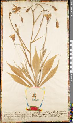 LE 01062567