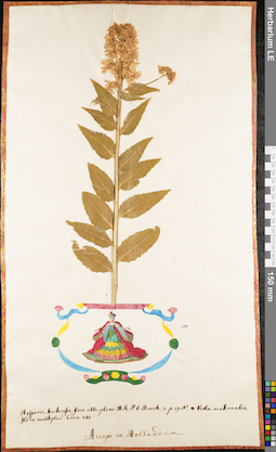 LE 01062607