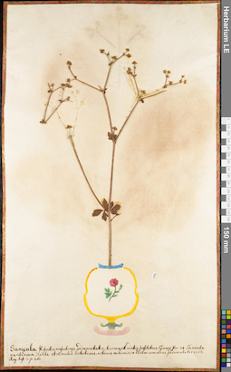 LE 01062807
