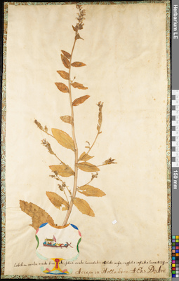 LE 01062818