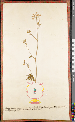 LE 01062830