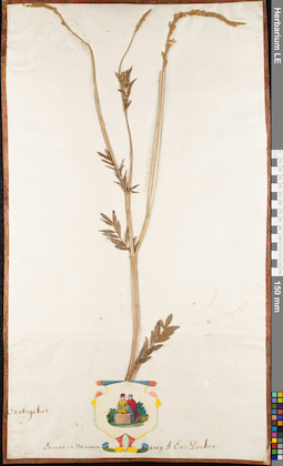 LE 01062833