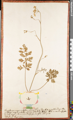 LE 01062836