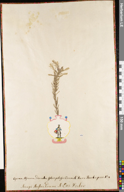 LE 01062909