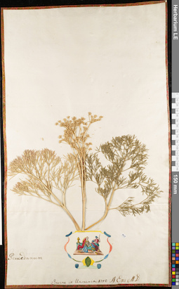 LE 01063070