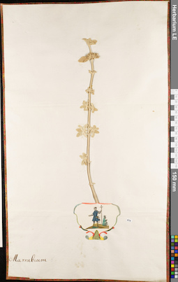 LE 01063077