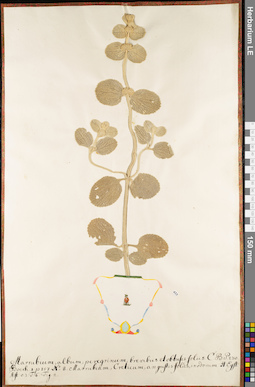 LE 01063082