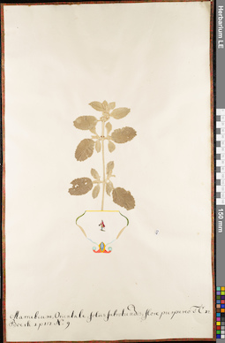 LE 01063083