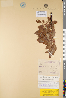 LE 01001946