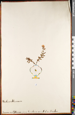 LE 01062768