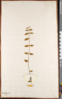 LE 01062775