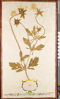 LE 01084275