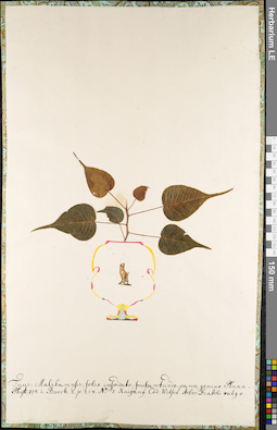 LE 01084900