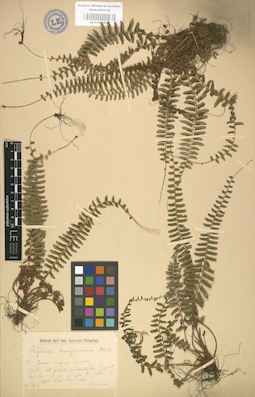 LE 01000035