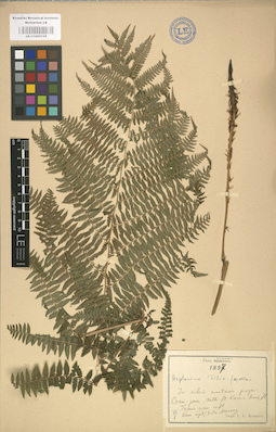 LE 01000128