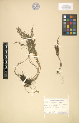 LE 01000181