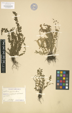 LE 01000185