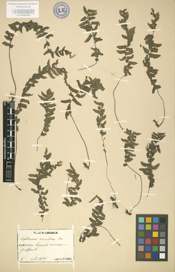 LE 01000199