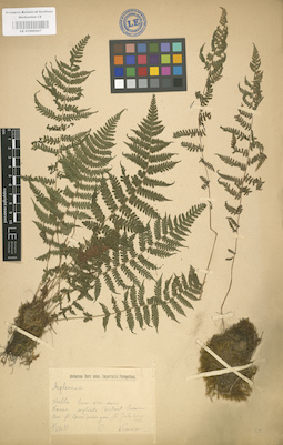 LE 01000207