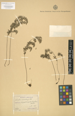 LE 01000237