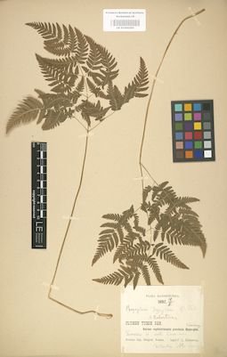 LE 01000299