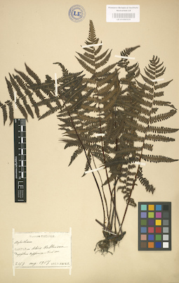 LE 01000335