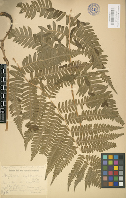 LE 01000336