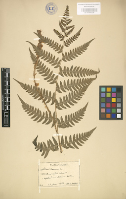 LE 01000339