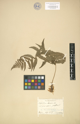 LE 01000345