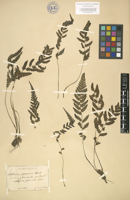 LE 01000352