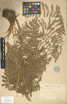 LE 01000411