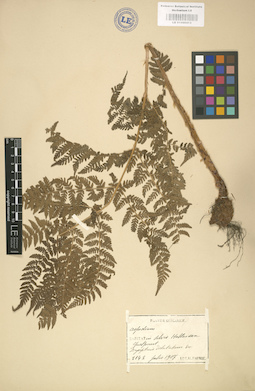 LE 01000413