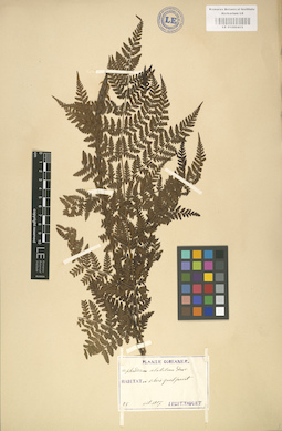 LE 01000415