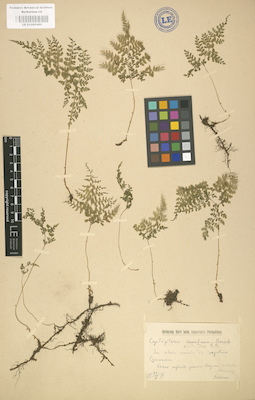 LE 01000460