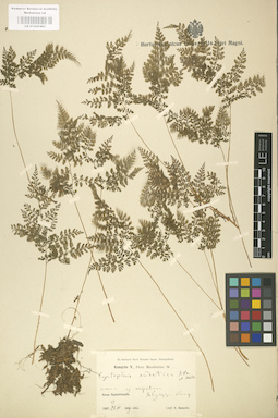 LE 01000462