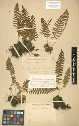 LE 01000530