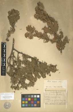 LE 01000651