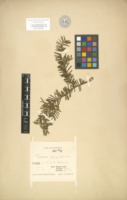 LE 01000664