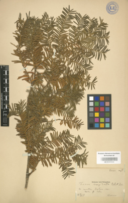 LE 01000666