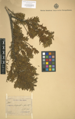 LE 01000667