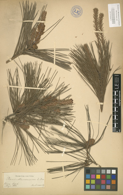 LE 01000671