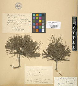 LE 01000675