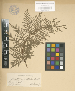 LE 01000704