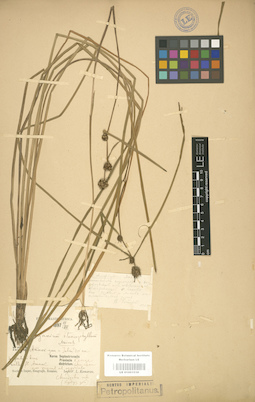 LE 01001036