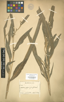LE 01001038