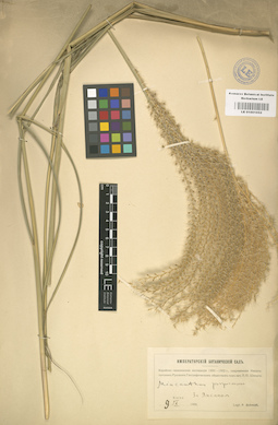 LE 01001052